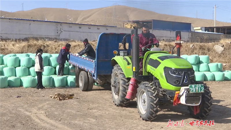 天祝：尾菜處理有妙招 牛羊安度“春乏關(guān)”