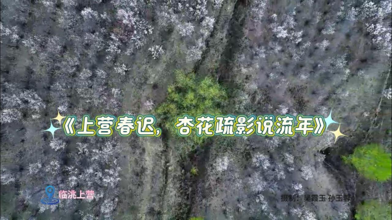 【短視頻】上營(yíng)春遲，杏花疏影說(shuō)流年