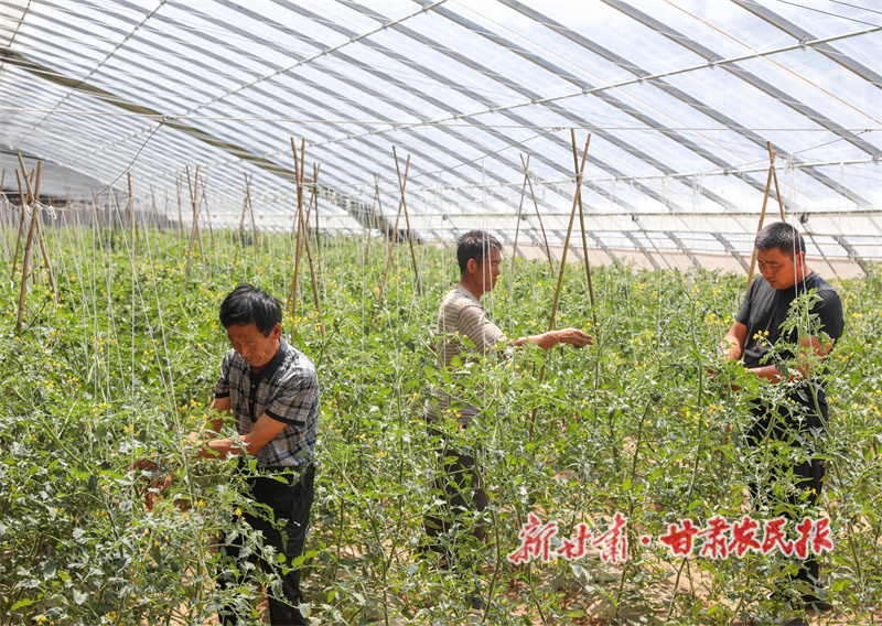 秦安縣:科技育苗結(jié)碩果 產(chǎn)業(yè)振興譜新篇