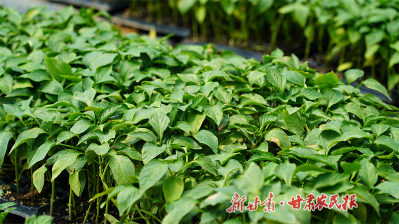 秦安縣:大棚不閑置 換茬育苗忙