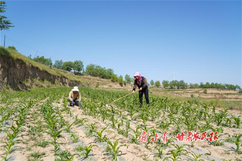 秦安縣:“糧改飼” 奏響富民強(qiáng)農(nóng)新樂(lè)章