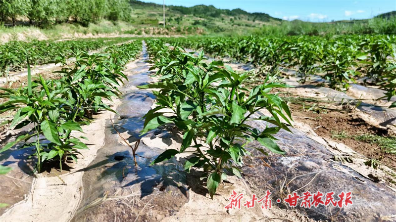 清水縣：椒香飄出致富路 產(chǎn)業(yè)繪就振興圖