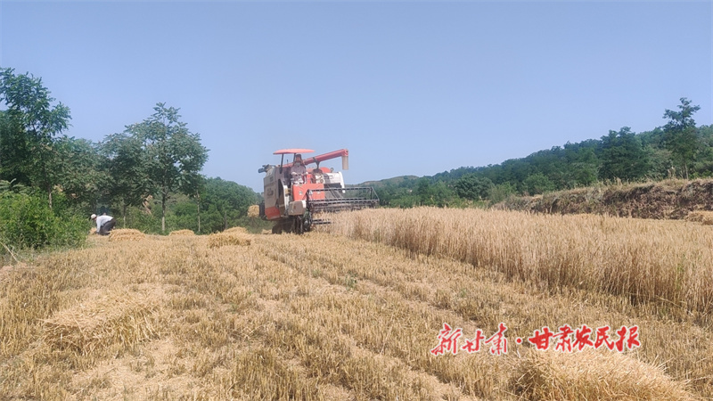 華亭：小麥?zhǔn)崭蠲?處處好“豐”光