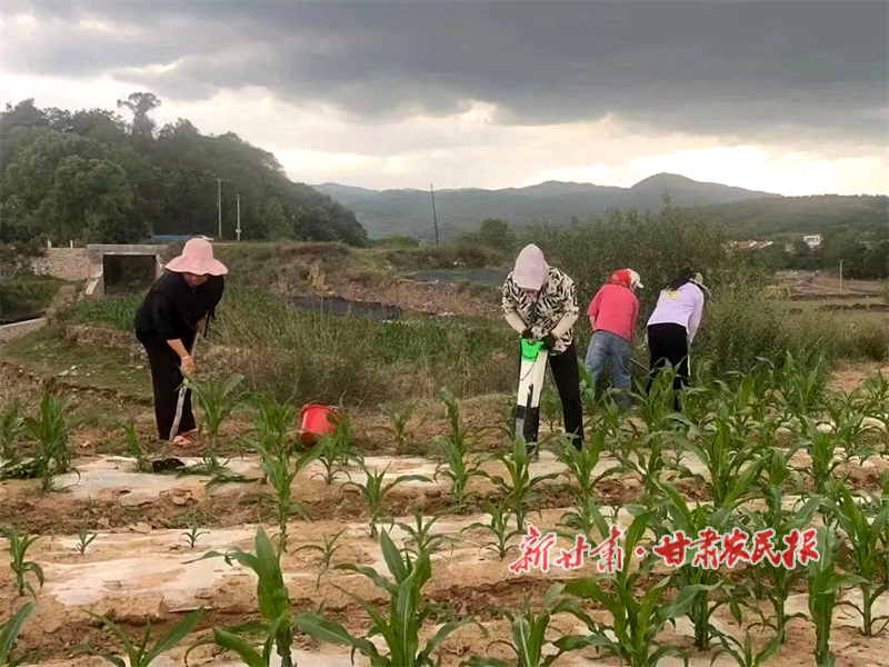 華亭：玉米田間管護(hù)保豐收