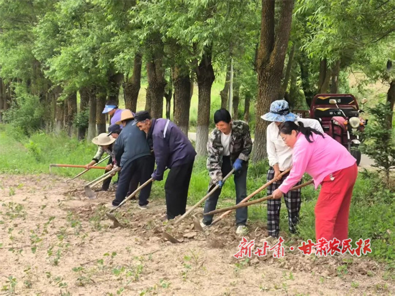 華亭：黃豆田間管護(hù)忙