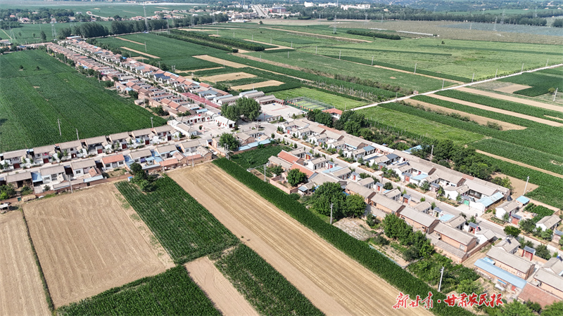 艾草飄香！靈臺，津甘共建“針灸小鎮(zhèn)”促振興