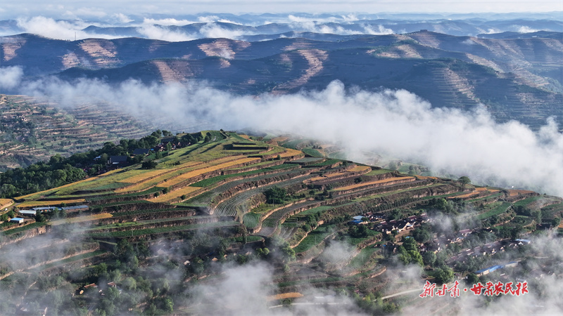 【圖片新聞】宛如仙境！初見(jiàn)雨后的莊浪梯田