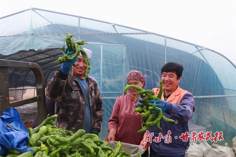 設(shè)施蔬菜“鏈”出鄉(xiāng)村振興新活力——華亭市設(shè)施蔬菜產(chǎn)業(yè)鏈工作綜述