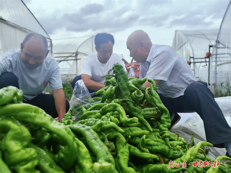 靈臺："抱團(tuán)種菜"蹚出村集體增收新路子