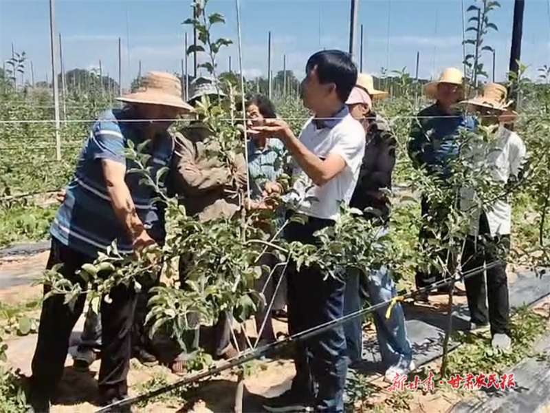 涇川：夏季果園管護(hù)忙