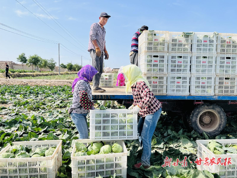 涼州區(qū)：甘藍喜豐收