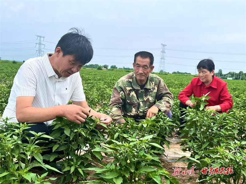 靈臺：楊小強(qiáng)，從“新農(nóng)人”到“領(lǐng)頭雁”