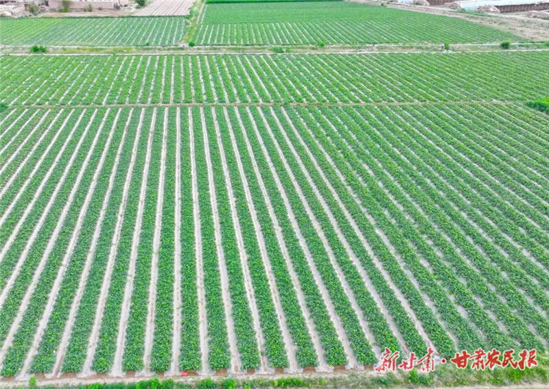 民勤：蜜瓜產(chǎn)業(yè)種出“甜”日子