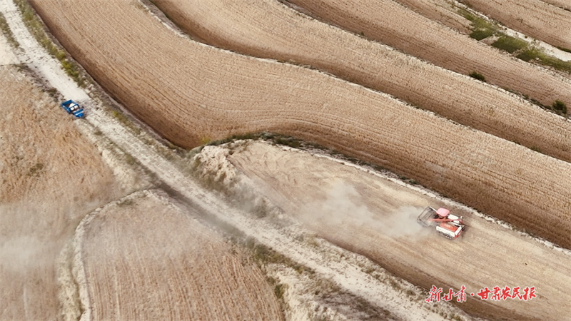 靜 寧  20萬(wàn)畝冬小麥開鐮迎豐收
