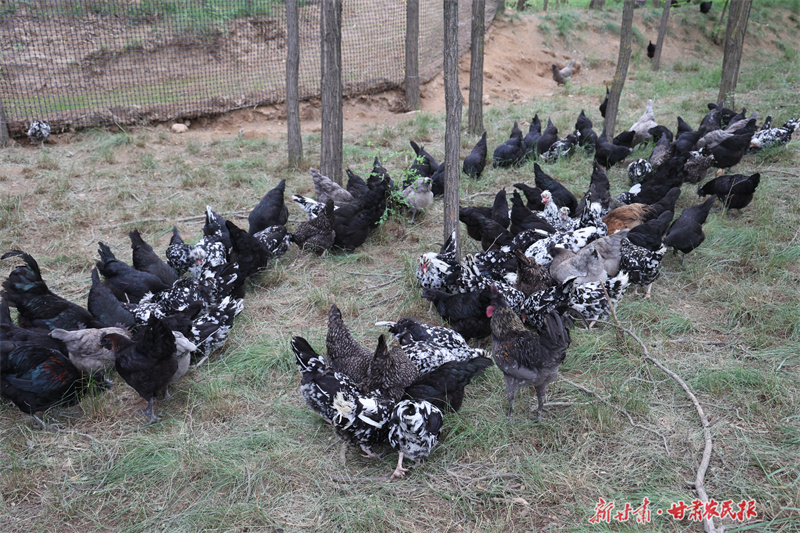 崇信：林下養(yǎng)殖奏響“生態(tài)曲”