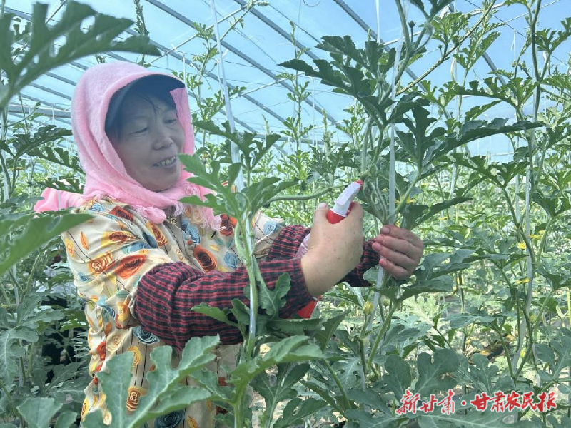 涼州區(qū)：西瓜種植有“甜頭”農(nóng)民致富有“奔頭”