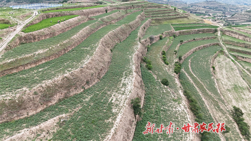 甘谷縣：中藥材田間管理正當時 產(chǎn)業(yè)振興添動能