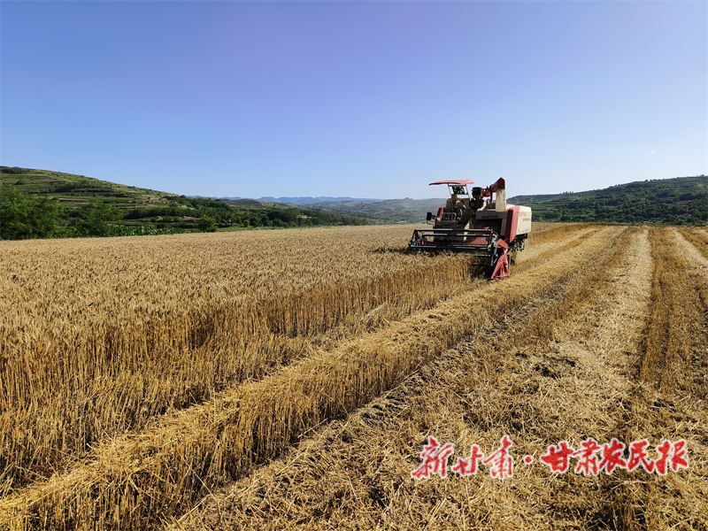 秦州32.66萬畝冬小麥開鐮收割