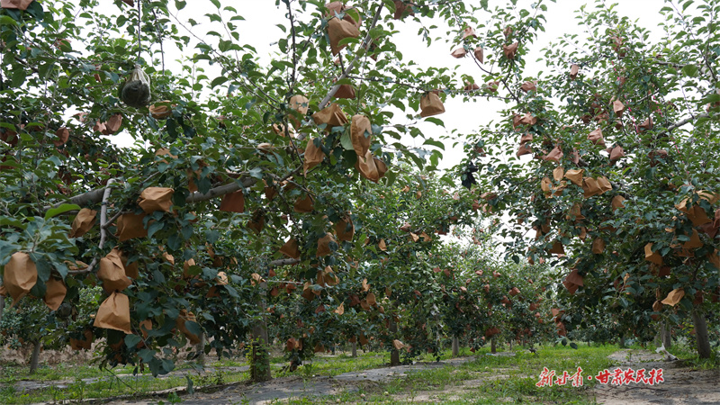 靜寧：用好致富帶頭人 奏響鄉(xiāng)村振興曲