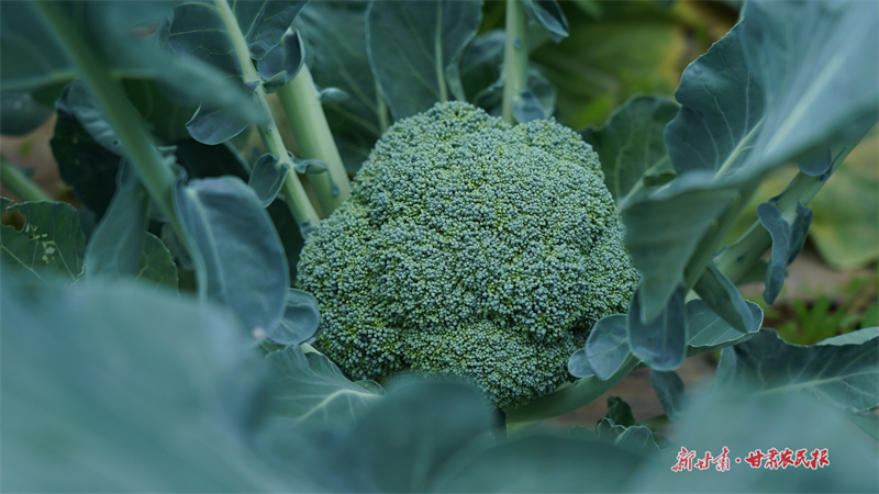 靜寧：大棚蔬菜豐收忙