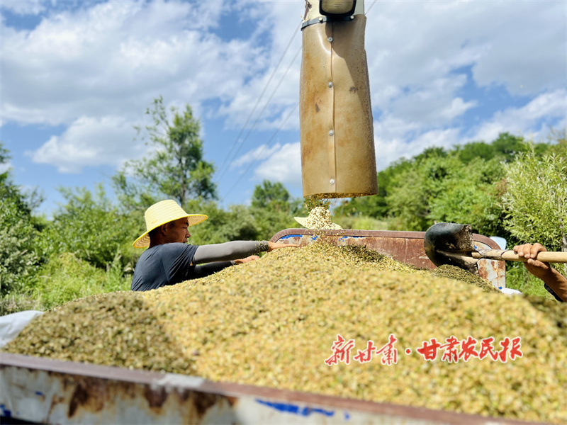 華亭：麥浪翻滾繪豐年 顆粒歸倉啟新篇