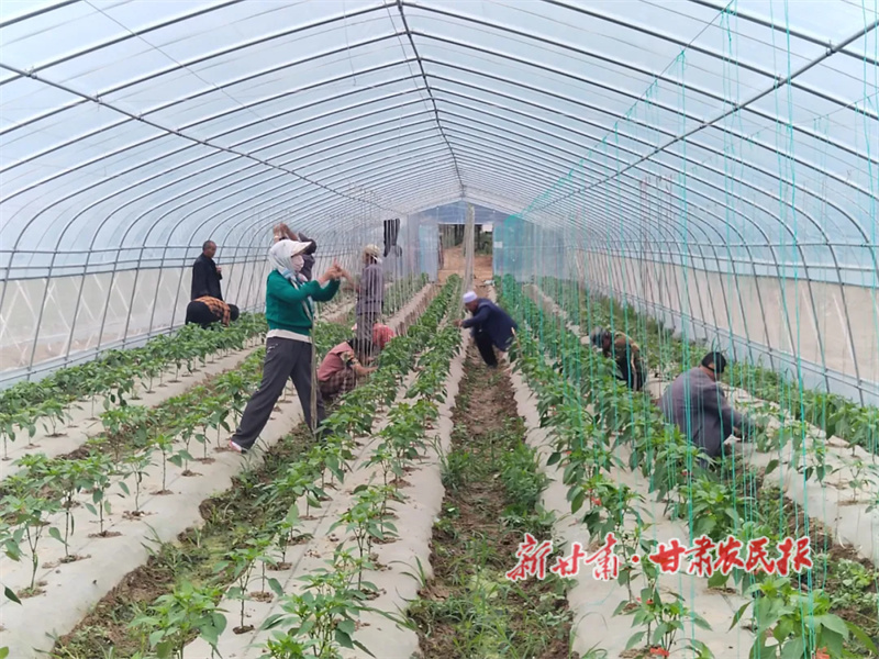 華亭：辣椒基地搭架忙，產業(yè)致富干勁足