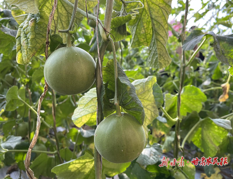 古浪香瓜上市采摘忙 “甜蜜”產(chǎn)業(yè)促振興