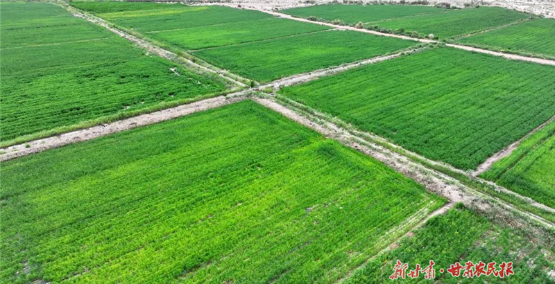 特色產(chǎn)業(yè)激活鄉(xiāng)村振興新動能