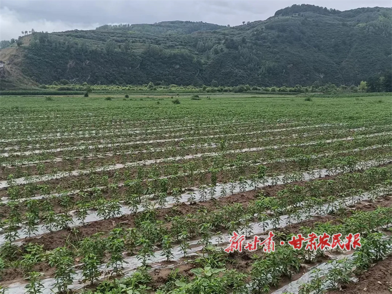 華亭：產(chǎn)業(yè)發(fā)展奏響火熱“椒”響曲