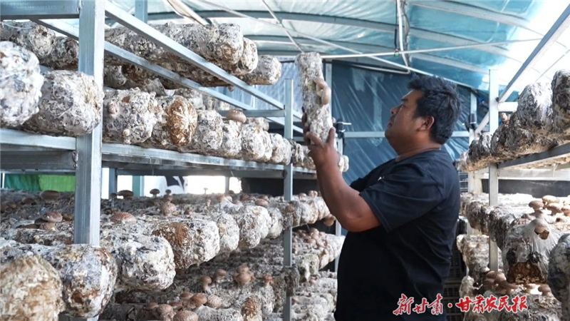 天祝：食用菌產(chǎn)業(yè)賦能鄉(xiāng)村振興