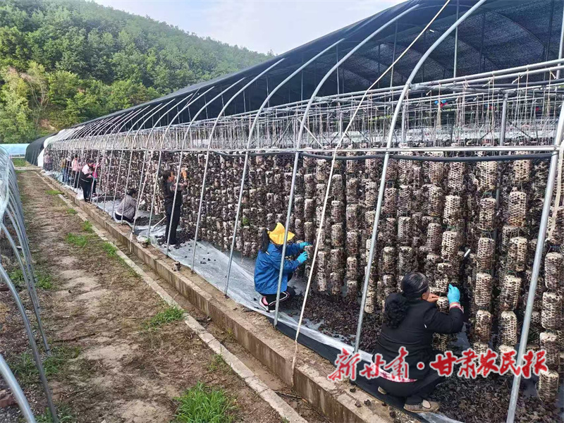 清水縣：“智匯菌業(yè)?技領(lǐng)未來”文明實(shí)踐項目助力產(chǎn)業(yè)發(fā)展