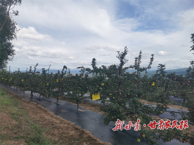 秦州區(qū)：扎實推進鄉(xiāng)村全面振興