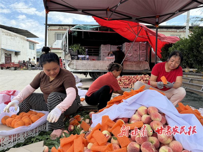 渭河畔，蜜桃紅了！麥積區(qū)果農(nóng)笑了！