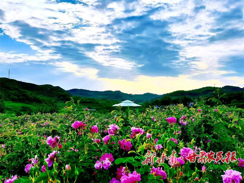 秦州區(qū)：玫瑰香飄 產(chǎn)業(yè)融合繪就“花樣經(jīng)濟”新圖景