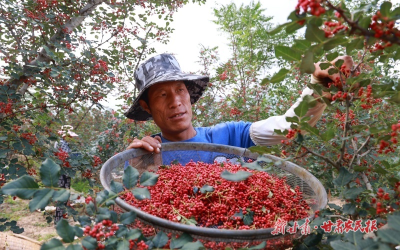 康縣：花椒豐收采摘忙