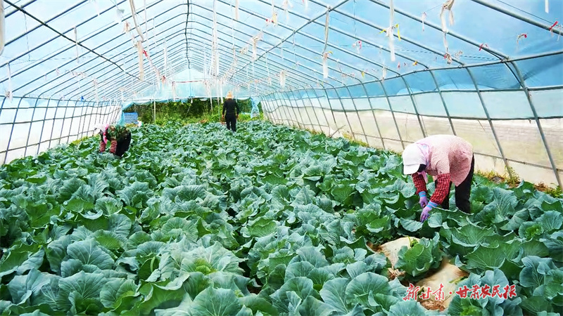 【組圖】崇信：“綠色珍品”走出國(guó)門