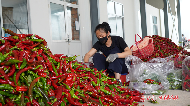 靜寧：大棚經(jīng)濟(jì)結(jié)碩果