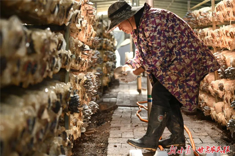 【圖片新聞】天祝縣西大灘鎮(zhèn)蘑菇開(kāi)始采收了