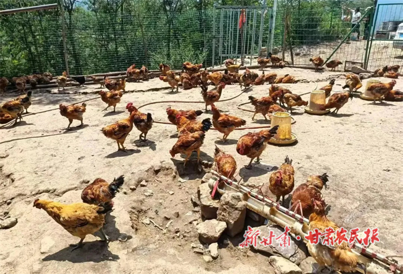 華亭：生態(tài)養(yǎng)殖，擦亮散養(yǎng)土雞好品牌