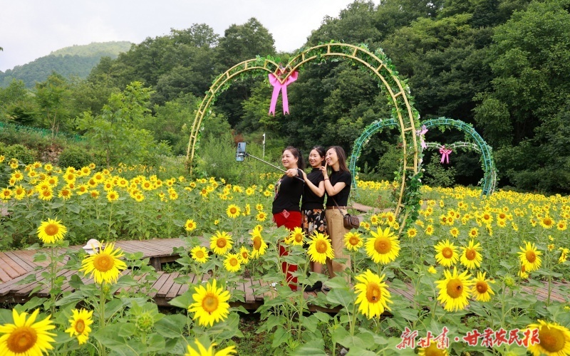 康縣：向日葵花開(kāi)迎客來(lái)
