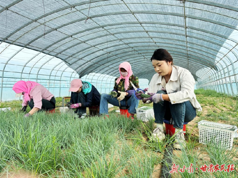 涼州區(qū)：探索特色產(chǎn)業(yè)路 拓寬多元增收道