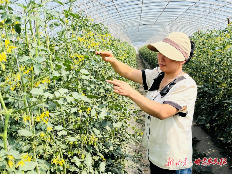 涼州區(qū)：櫻桃西紅柿映紅鄉(xiāng)村振興“致富路”