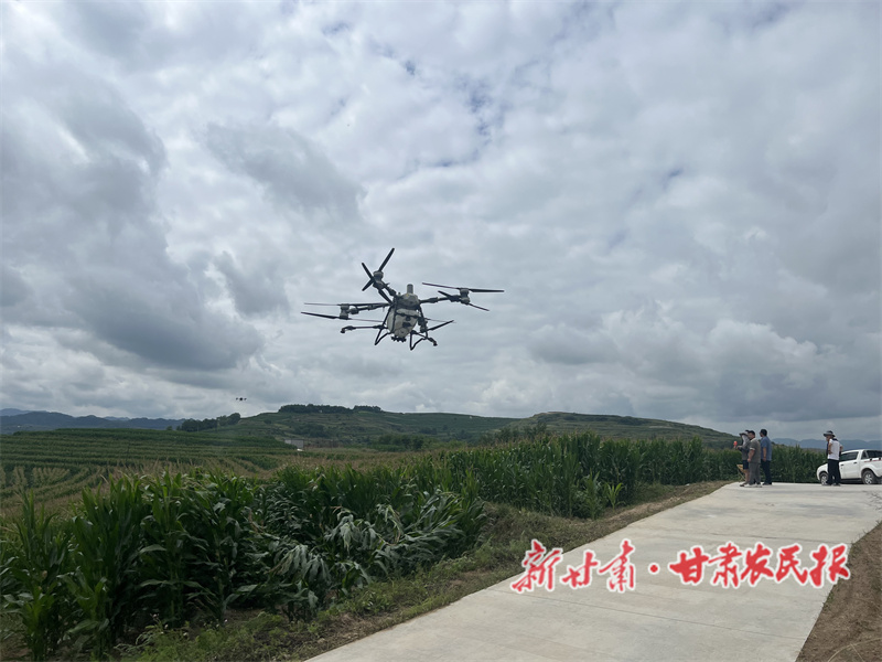 秦州區(qū)：強(qiáng)化大豆玉米田間管理 筑牢秋糧豐收根基