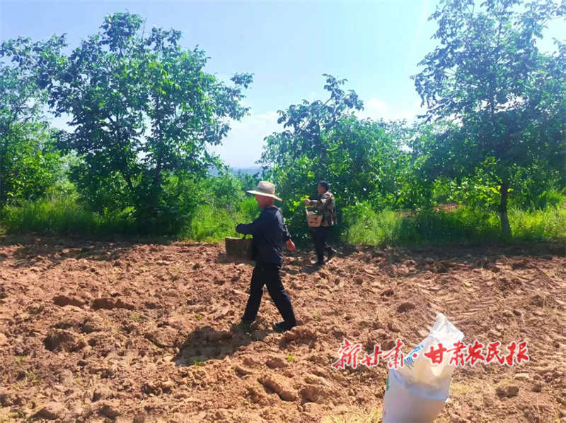 華亭：夏糧歸倉復(fù)種忙，“三補” 輪作譜新章