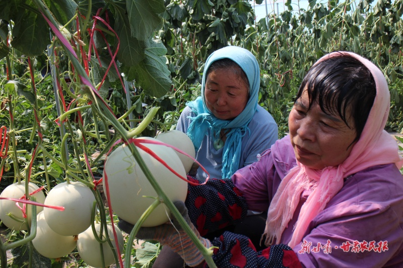 高臺農(nóng)民趙海的“甜蜜”事業(yè)