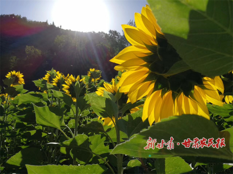 華亭：葵花涌金波，美景邀客來