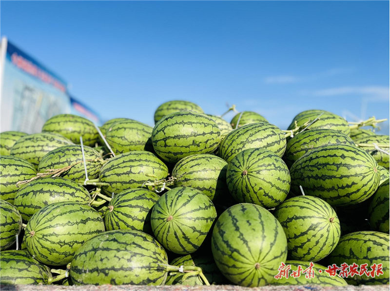 【圖片新聞】祁連山下“咚咚”響 涼州瓜農(nóng)“接力”忙