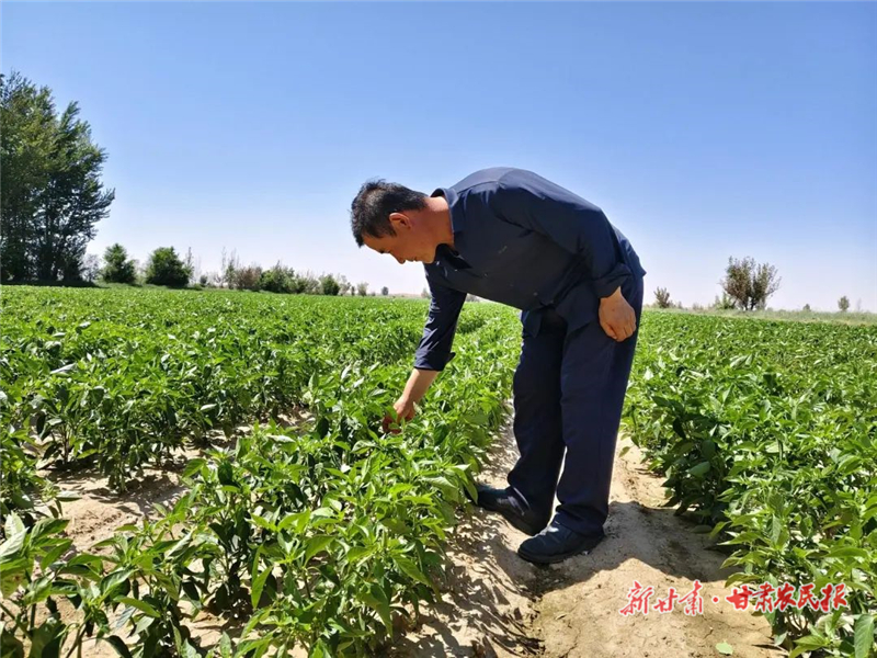 古浪：辣椒管護(hù)忙 繪就新“豐”景