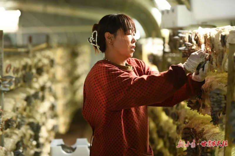 食用菌種植基地