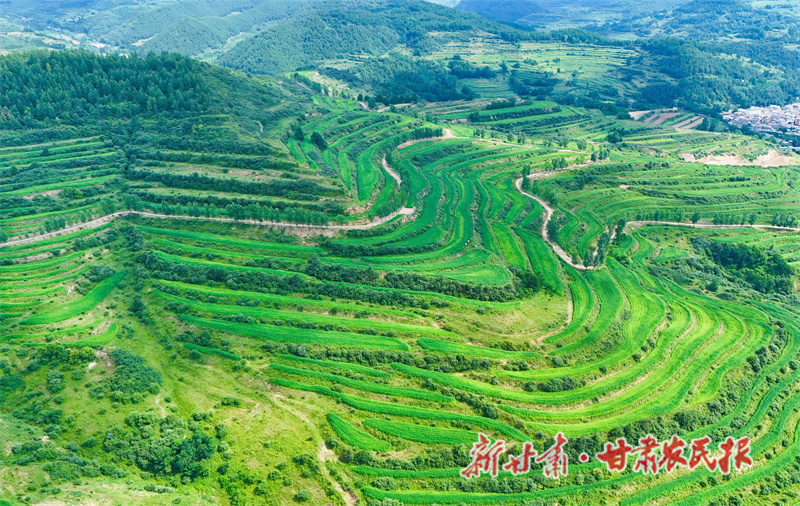 清水縣：漢麻產(chǎn)業(yè)拓富路 鄉(xiāng)村振興產(chǎn)業(yè)旺